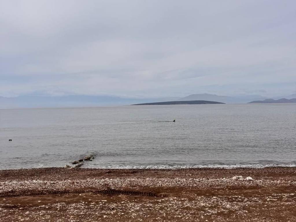 total area of 56 acres