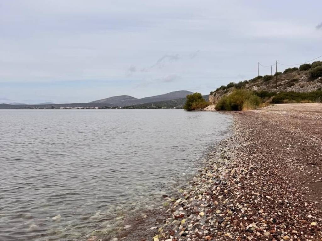 total area of 56 acres