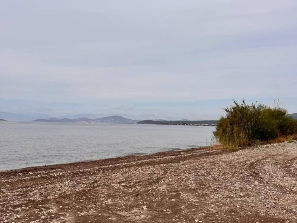 total area of 56 acres