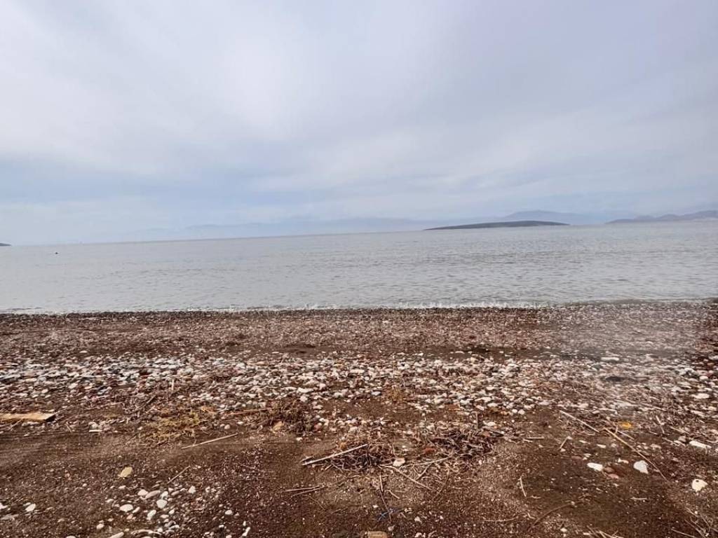 total area of 56 acres