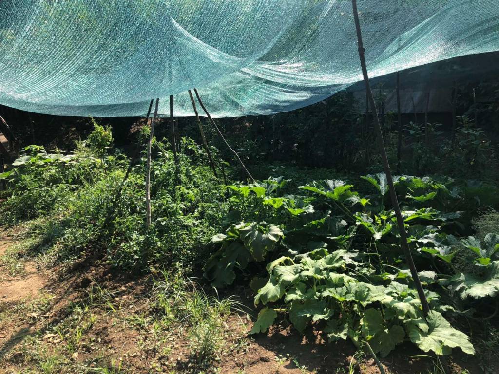 λαχανοκηπος