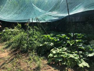 λαχανοκηπος