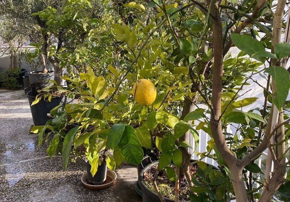 kerameikos_residential_apartment_for_rent