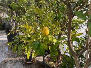 kerameikos_residential_apartment_for_rent