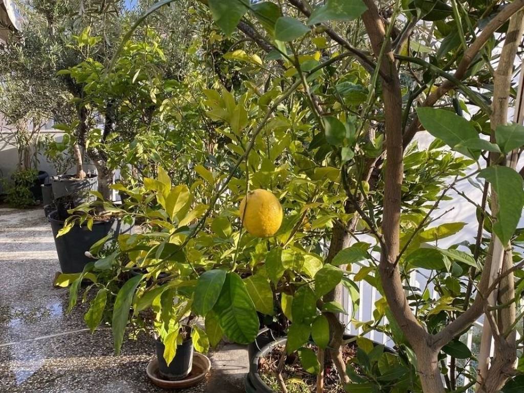 kerameikos_residential_apartment_for_rent