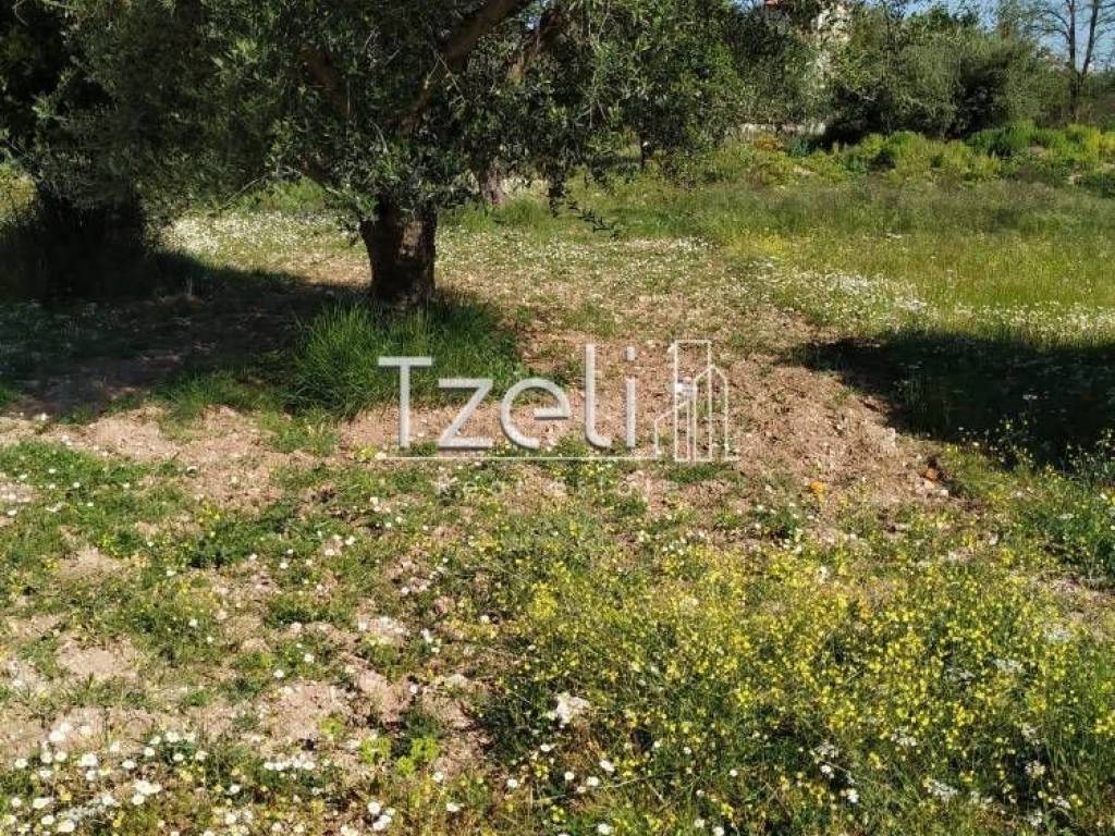 Άποψη οικοπέδου