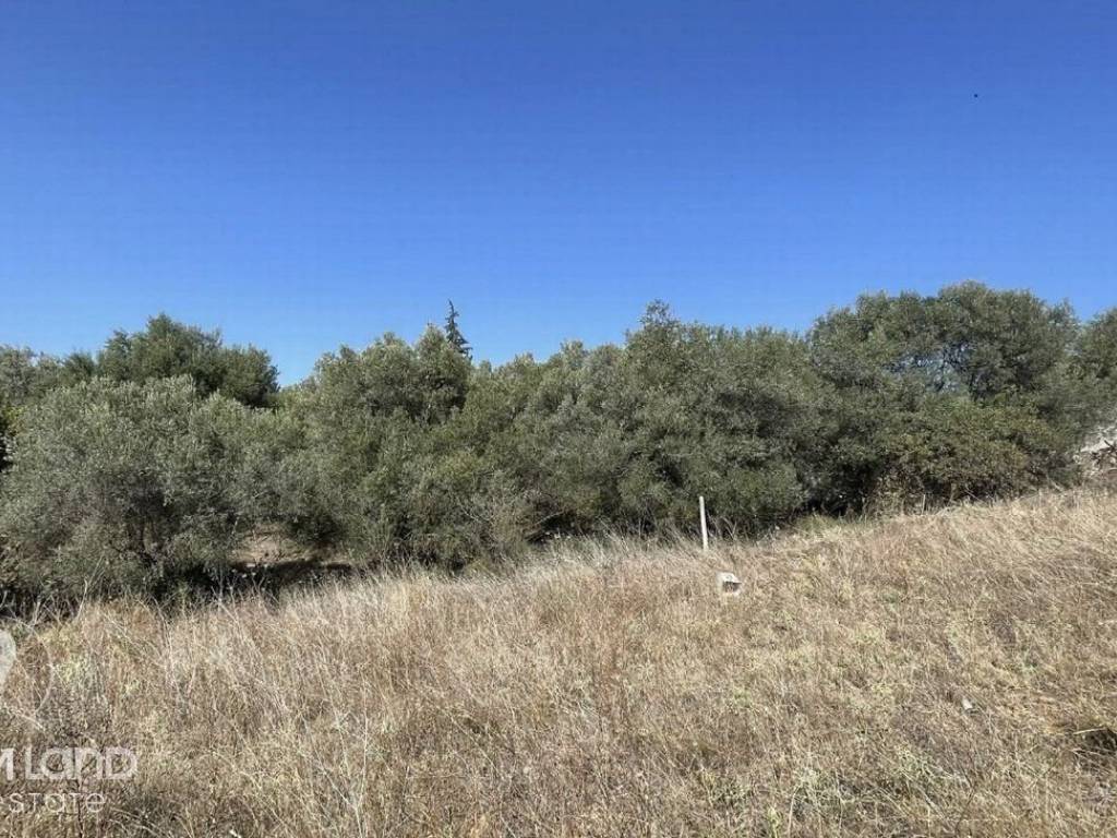 Forumland Real Estate, Αγροτεμάχιο