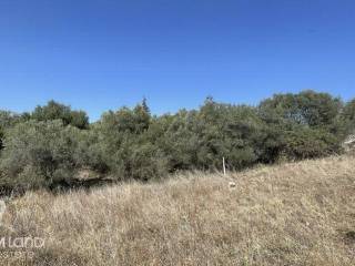 Forumland Real Estate, Αγροτεμάχιο