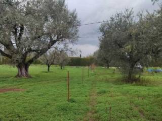 Plot - Grekodom 64183|1013914