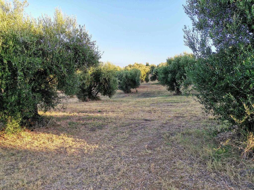 Plot - Grekodom 62876|972053