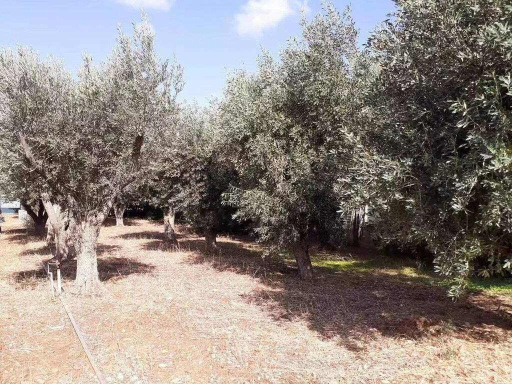 Plot - Grekodom 62005|944044