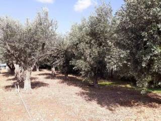 Plot - Grekodom 62005|944044