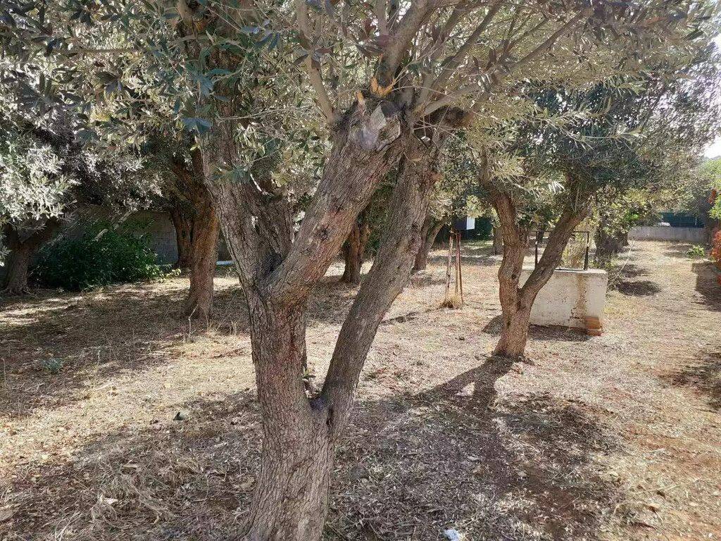 Plot - Grekodom 62005|944046