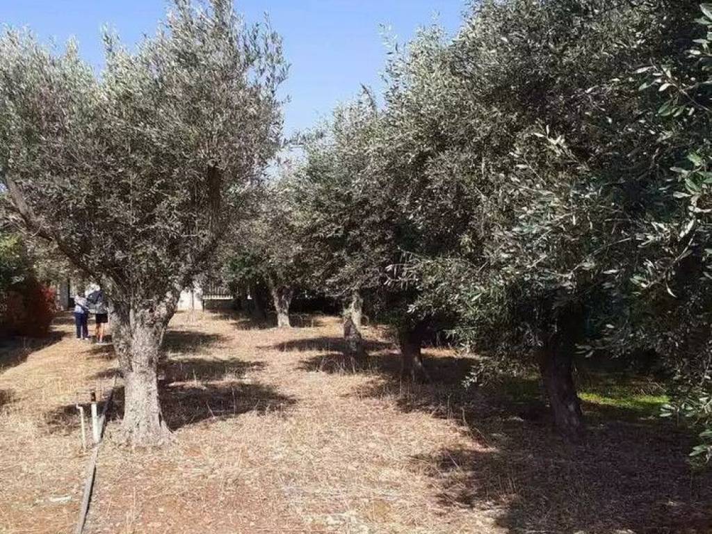 Plot - Grekodom 62005|944047