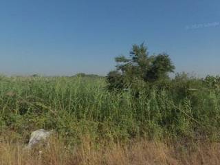 Forumland Real Estate, Αγροτεμάχιο