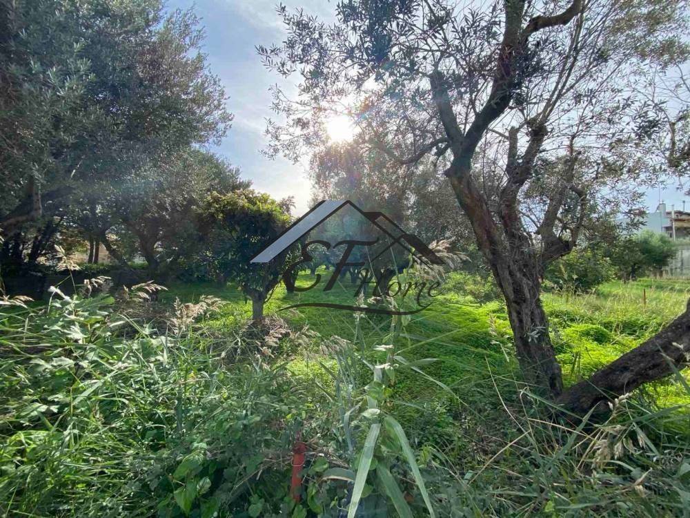 Άποψη οικοπέδου