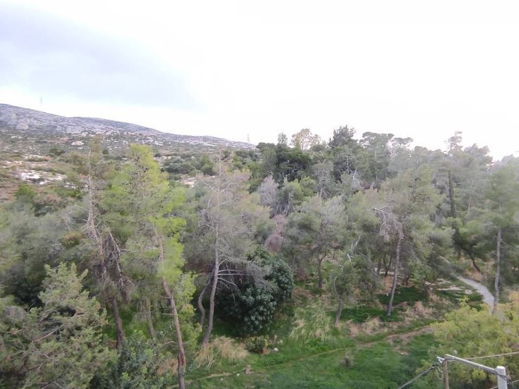 Anempodiste thea Ymetto