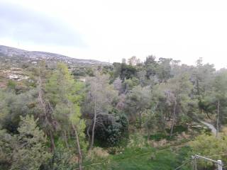 Anempodiste thea Ymetto