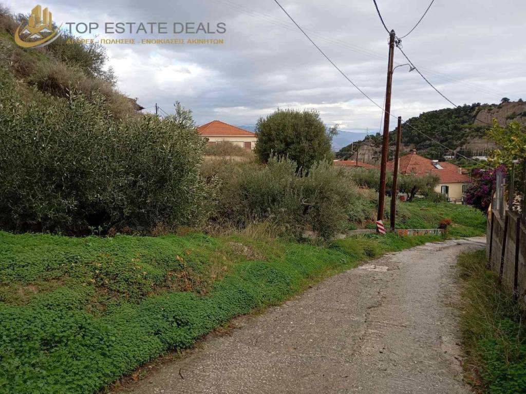 oikopedo me elies apo ten asprokokkine tampela ki aristera