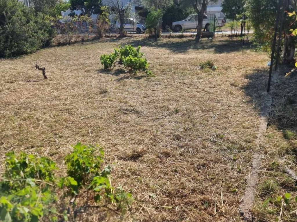 ΑΠΟΨΗ ΓΕΙΤΟΝΩΝ ΤΟΥ ΟΙΚΟΠΕΔΟΥ