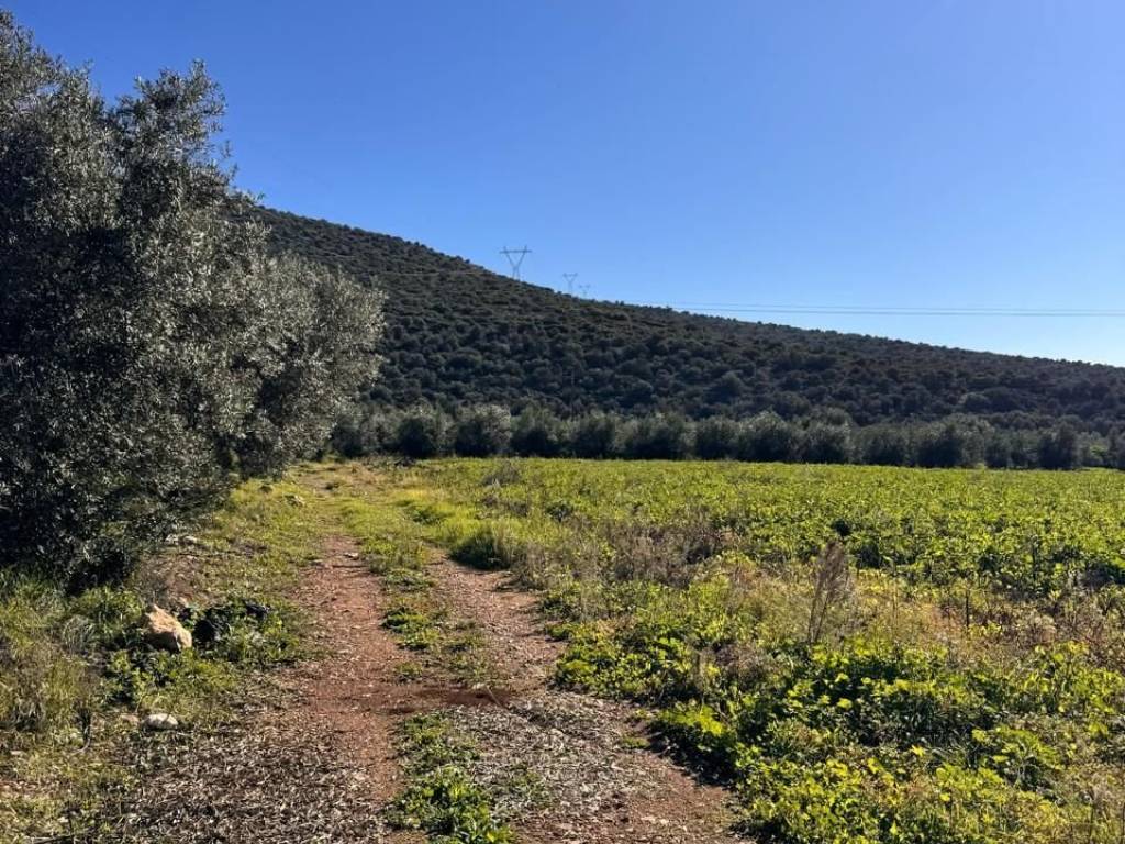 buildable plot of land of 5,500 sq.m.