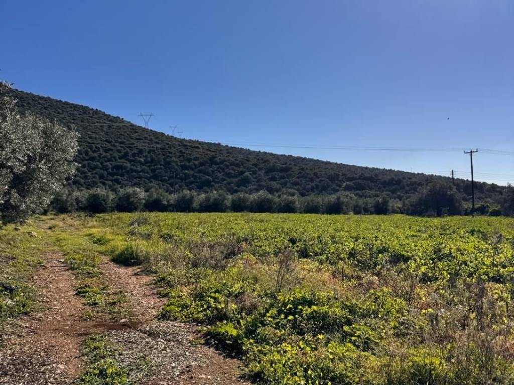 buildable plot of land of 5,500 sq.m.