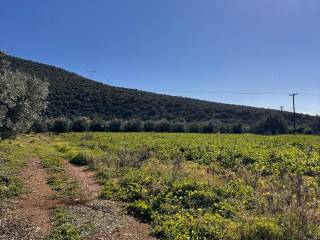 buildable plot of land of 5,500 sq.m.