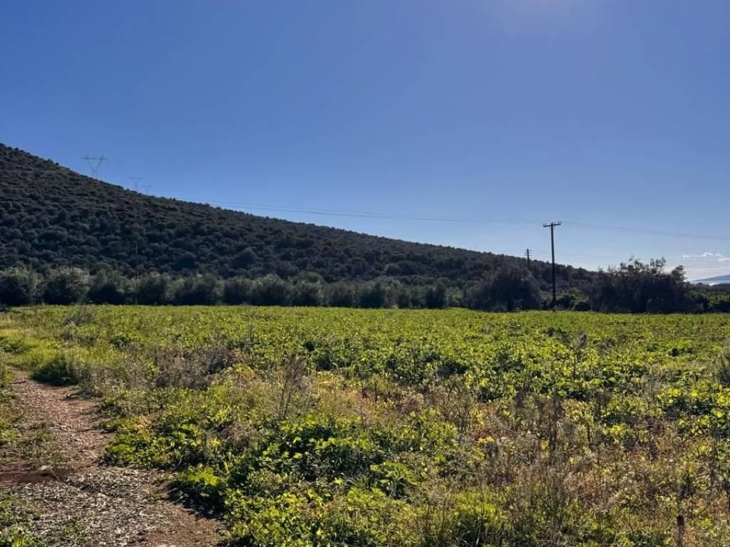 buildable plot of land of 5,500 sq.m.