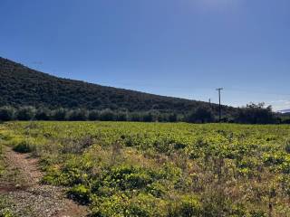 buildable plot of land of 5,500 sq.m.