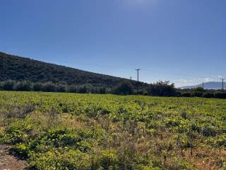 buildable plot of land of 5,500 sq.m.