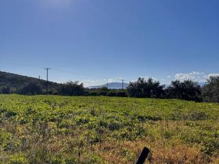 buildable plot of land of 5,500 sq.m.