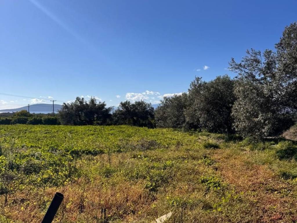 buildable plot of land of 5,500 sq.m.