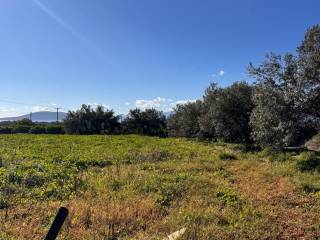 buildable plot of land of 5,500 sq.m.