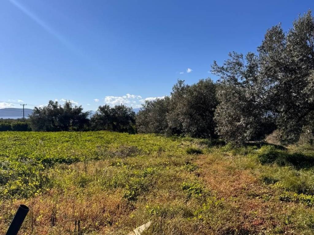 buildable plot of land of 5,500 sq.m.