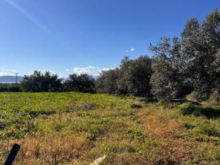 buildable plot of land of 5,500 sq.m.