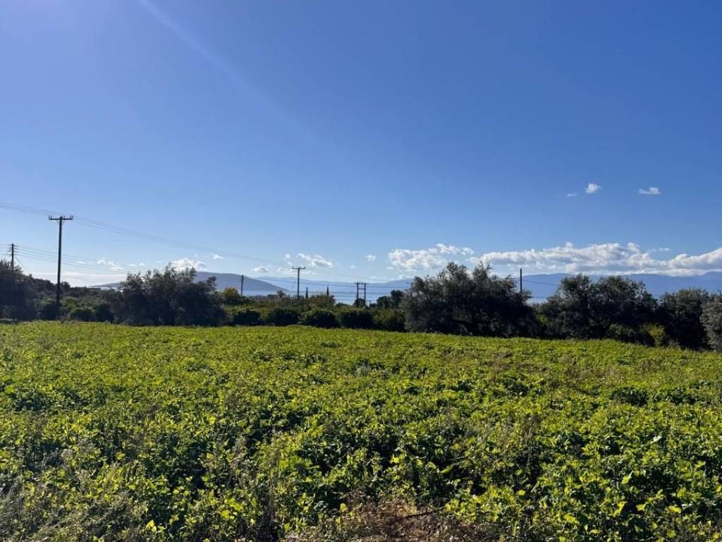 buildable plot of land of 5,500 sq.m.