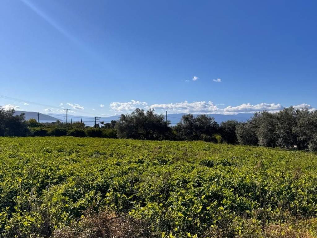 buildable plot of land of 5,500 sq.m.