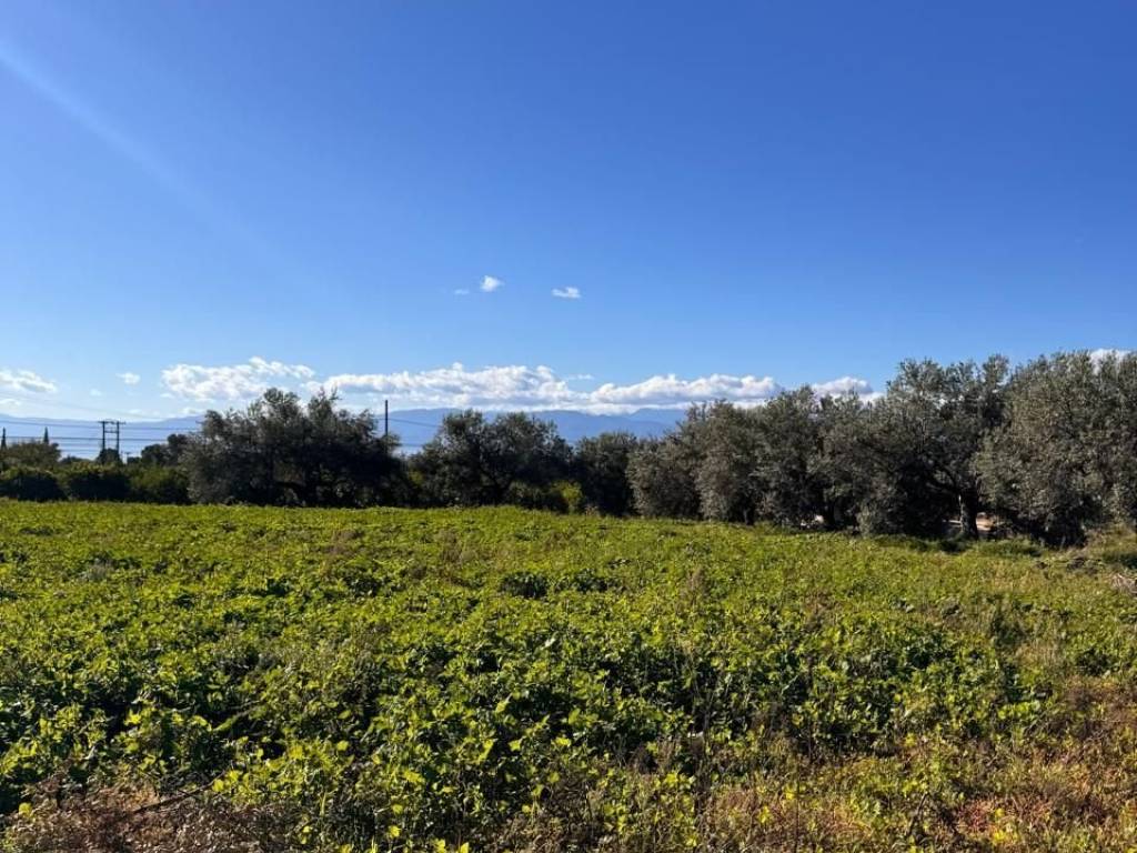 buildable plot of land of 5,500 sq.m.