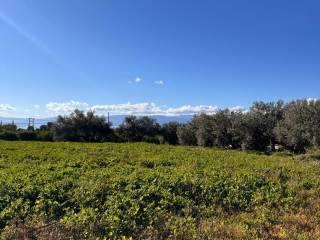 buildable plot of land of 5,500 sq.m.