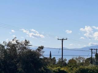 buildable plot of land of 5,500 sq.m.