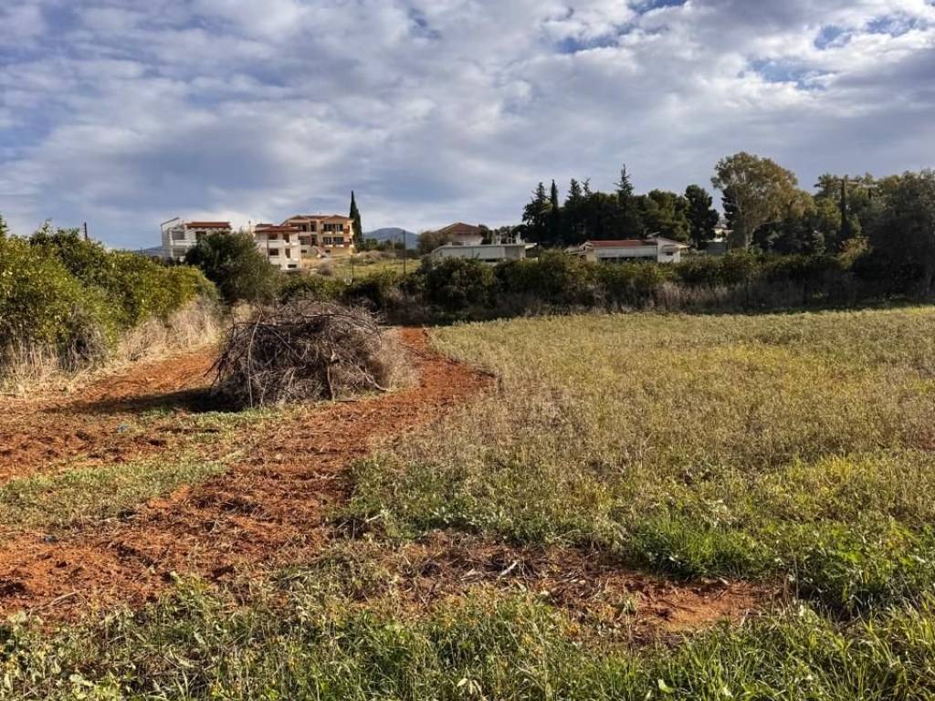 buildable plot of land of 3,000 sq.m.