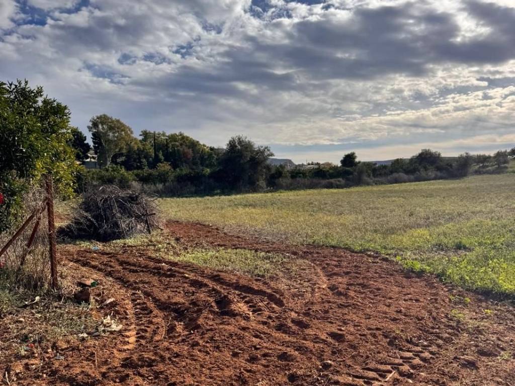 buildable plot of land of 3,000 sq.m.