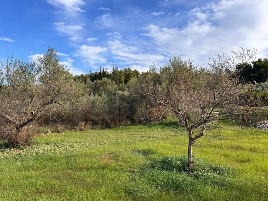 buildable plot of land of 5,500 sq m