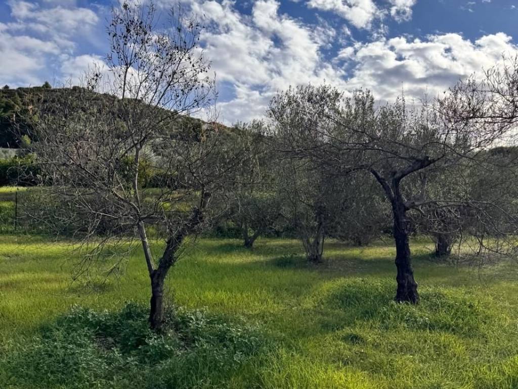 buildable plot of land of 5,500 sq m