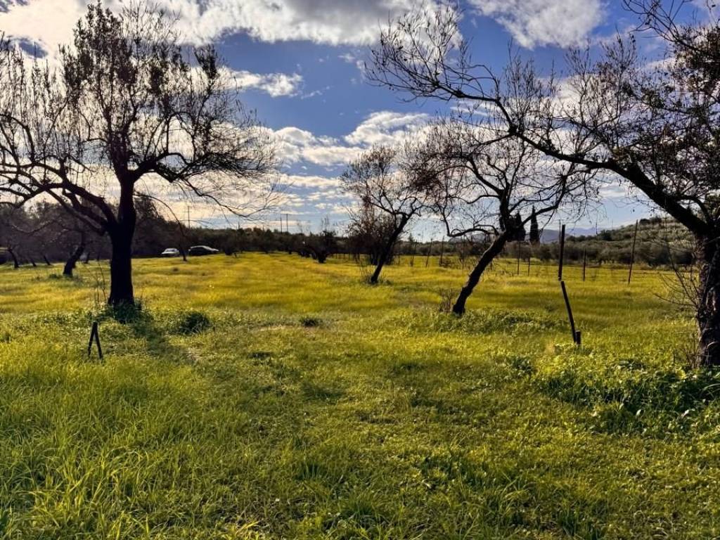 buildable plot of land of 5,500 sq m