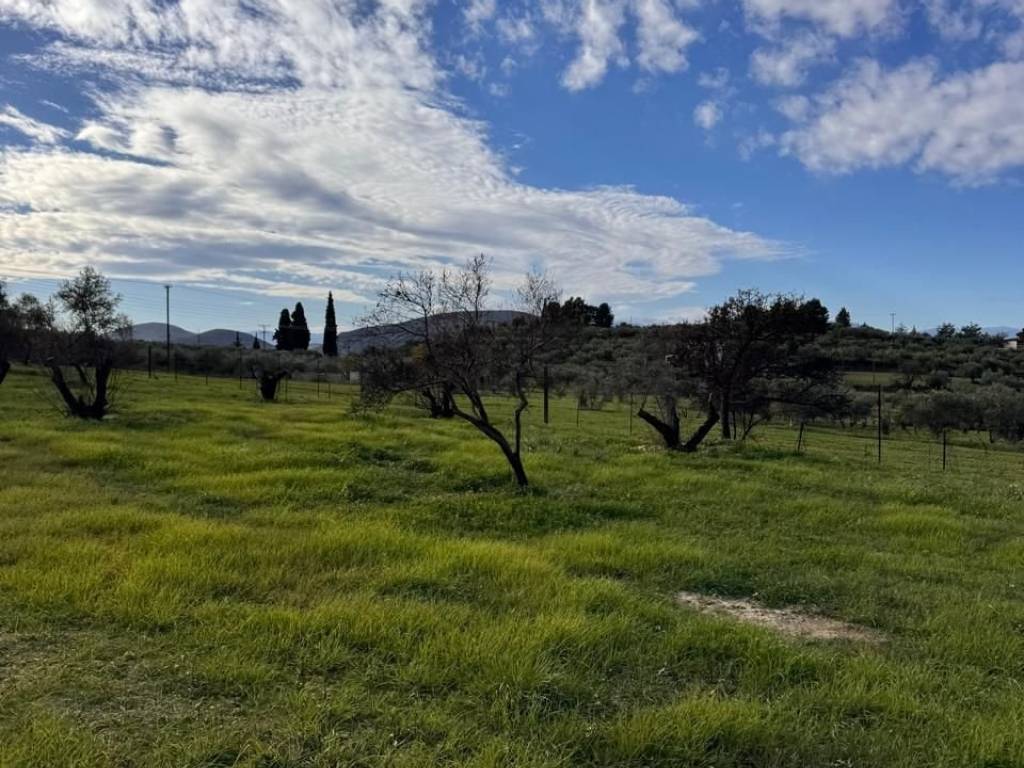 buildable plot of land of 5,500 sq m