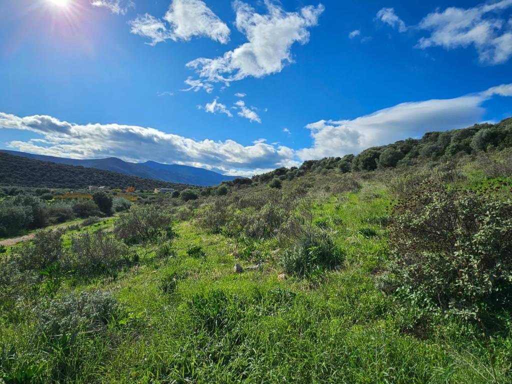 buildable plot of land of 200 acres