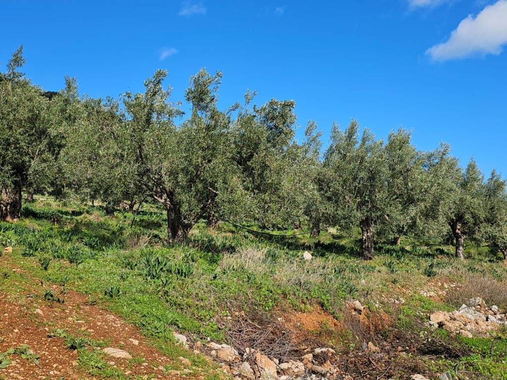 buildable plot of land with a total area of 5,200 sq.m.,