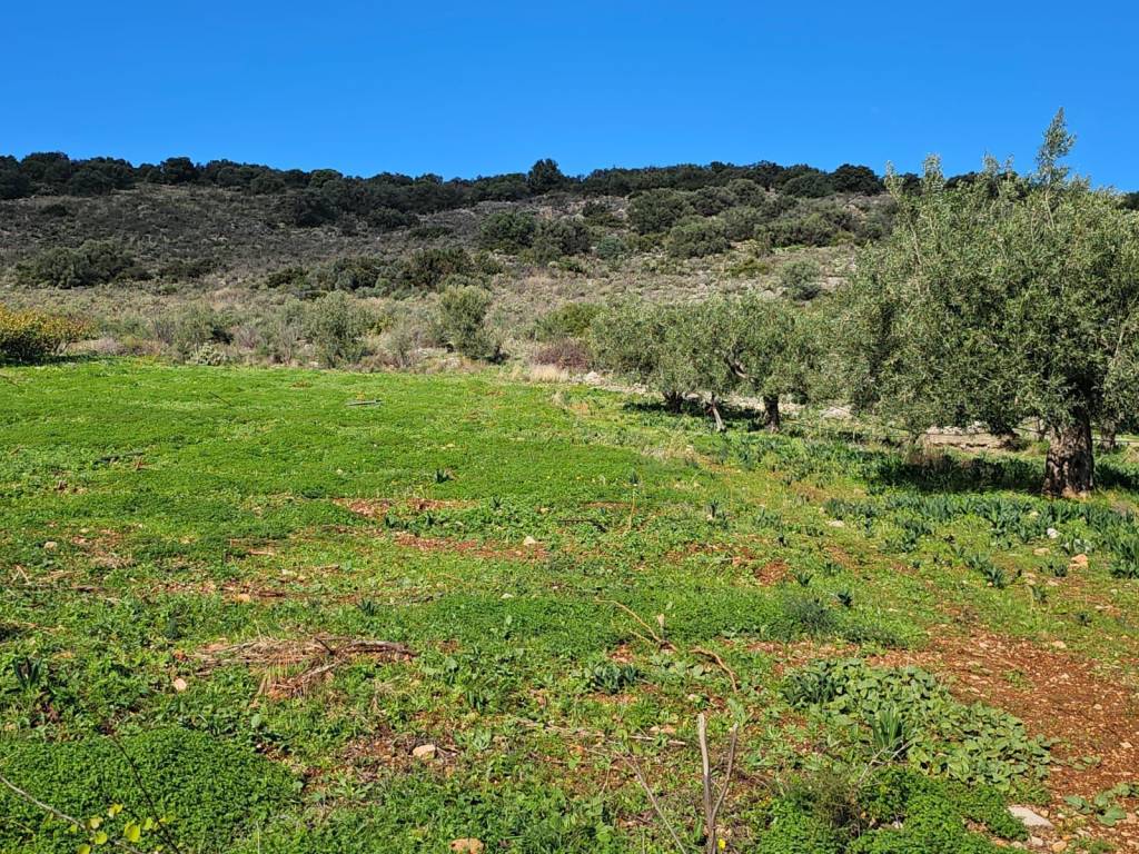 buildable plot of land with a total area of 5,200 sq.m.,