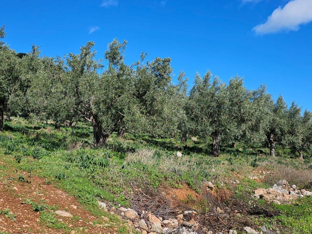 buildable plot of land with a total area of 5,200 sq.m.,